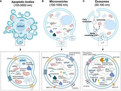 Roles of extracellular vesicles associated non-coding RNAs in Diabetes Mellitus